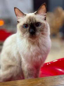 Ragdoll Female