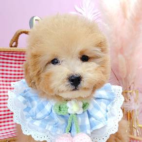 Poodle