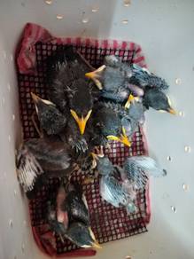 Gembala kerbau Javan/ coco