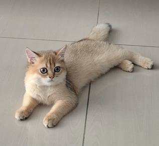 bsh NY11(Male)