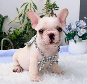 FRENCH BULLDOG PUPPIES VIP265🌻Cute & Healthy Boy
