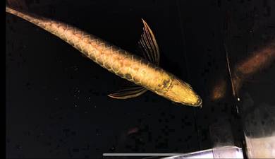 Arowana full golden base crossback 10 inch