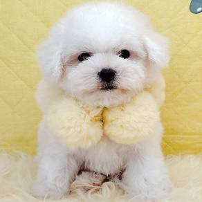 Bichon