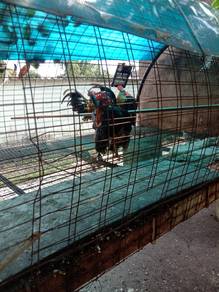 ayam serama jantan/betina