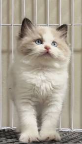 Ragdoll kitten female good quality