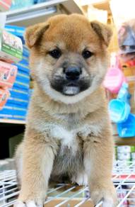 SB500 Shiba inu 2 months old puppy dog