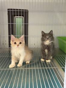Kucing Persian