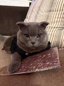 BSH male