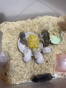 Hamster Murah"