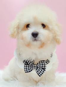 Poodle