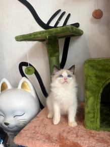 Ragdoll kitten