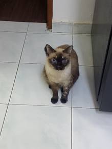 Siamese for rehome