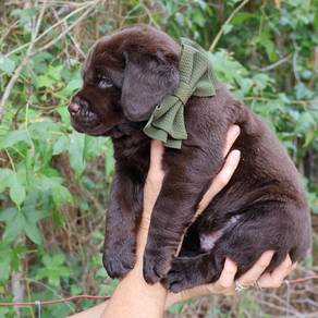 Chocolate color Labrador5
