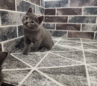 British shorthair male