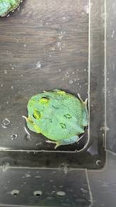 samurai blue pacman frog
