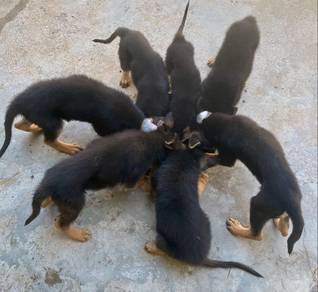 German Shepherd Puppies Available 🐾