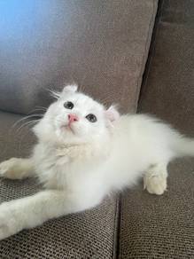 solid white american curl