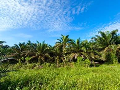 Agricultural Land in Pontian, JHR