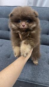 褐色博美女
chocolate n tan Pomeranian 
Female