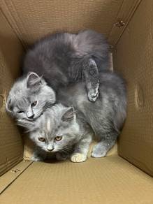 Rehome 1 Family BSH