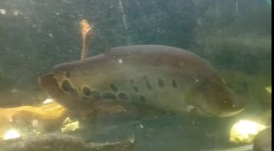 (Knife Fish Specially) -Short Body
Size 10incih+