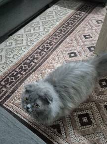 Scottish fold cat 