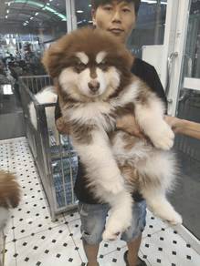 Alaska malamute 