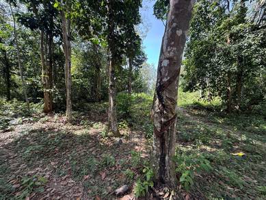 Agricultural Land in Selama, PRK