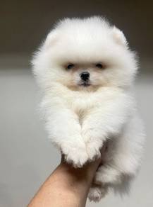 POMERANIAN PUPPIES P139 available cute cute