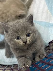 Bsh Blue Grey