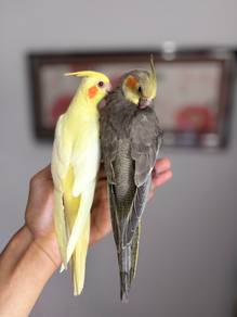 burung cockatiel jinak bird parrot