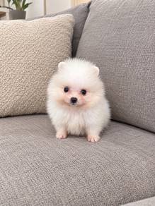 Pomeranian Short Leg Tiny Male Puppy
