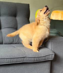 golden retriever puppies 10