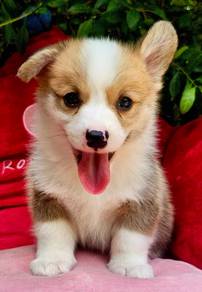CORGI PUPPIES C147  Available  Male & Female