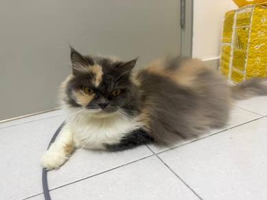 Semi Flat Persian