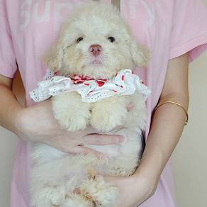 Poodle