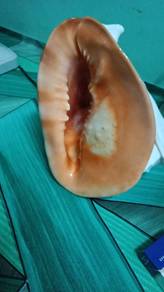 kulit kerang 