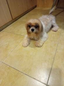Shih tzu  -Gold and white 