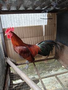 Ayam hutan