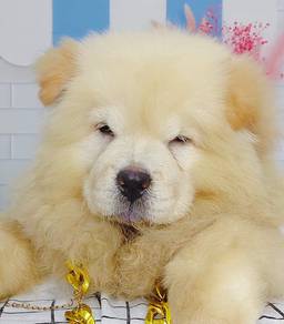 Chow Chow