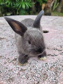 Rabbit grey cute