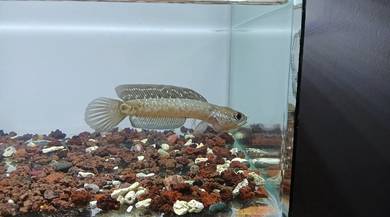 Channa Asiatica Ws