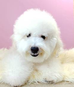 Maltipoo