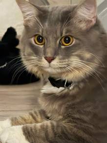 Male Cat for Mating