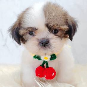 Shih Tzu