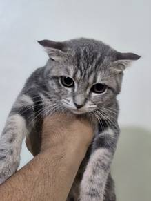 Scottish Fold x Domestic shorthair