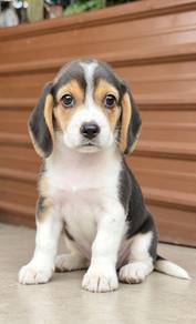 Beagle puppy