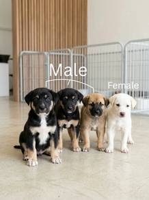 Puppies