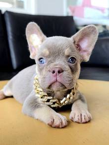FRENCH BULLDOG PUPPIES 🌻VIP57 Boy ~ Girl
