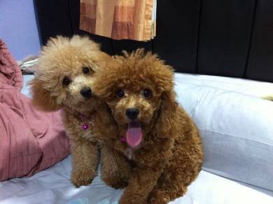 poodle 